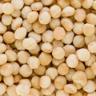 Macadamia